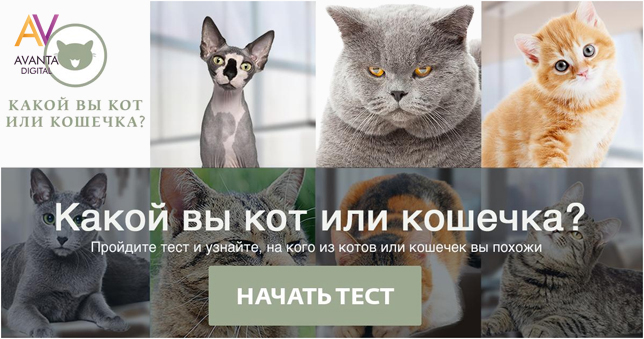 Sber_cats_1.jpg